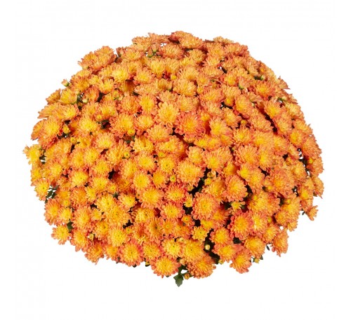 Хризантема Дито Дарк Оранж (Ditto Dark Orange)